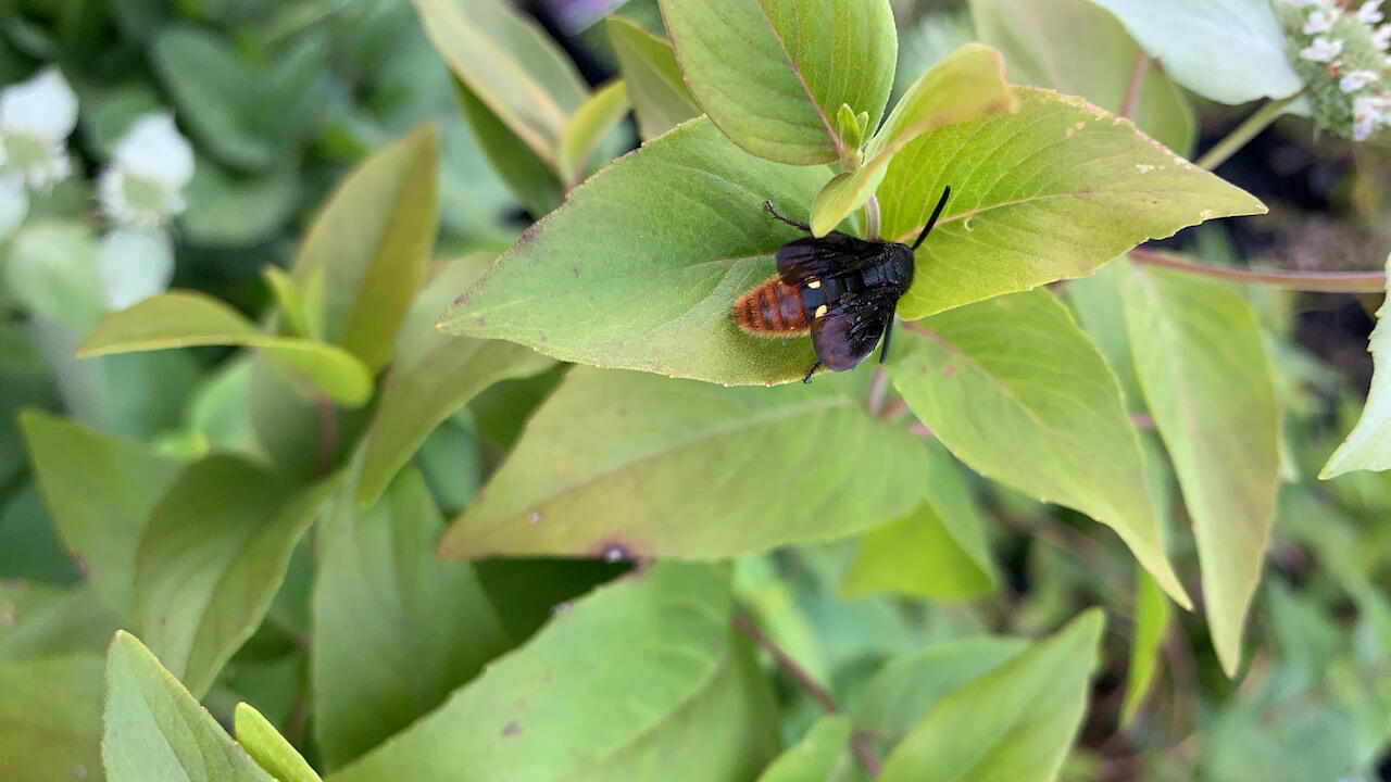 Tiny bee-like wasp, with dark wings and a brown and orange striped body, sitting on green leaves