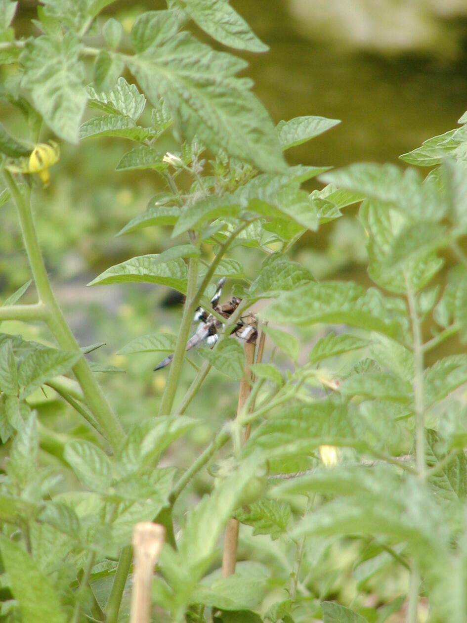 Small dragonfly with black-and-white striped wings, view partially obscured by tomato plant branches