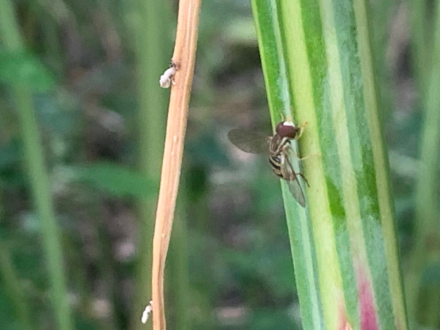 Tiny fly with large brown eyes, yellow and black striped body and clear wings, perched on a plant stem