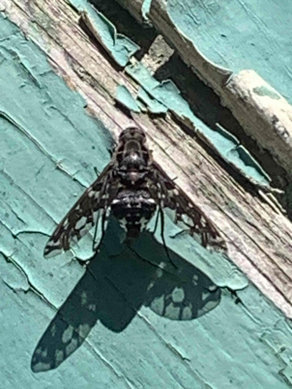 Small black fly with interesting striped wings sitting on painted woodwork