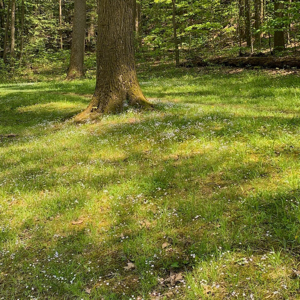 Dappled sunlight on springtime meadow under trees