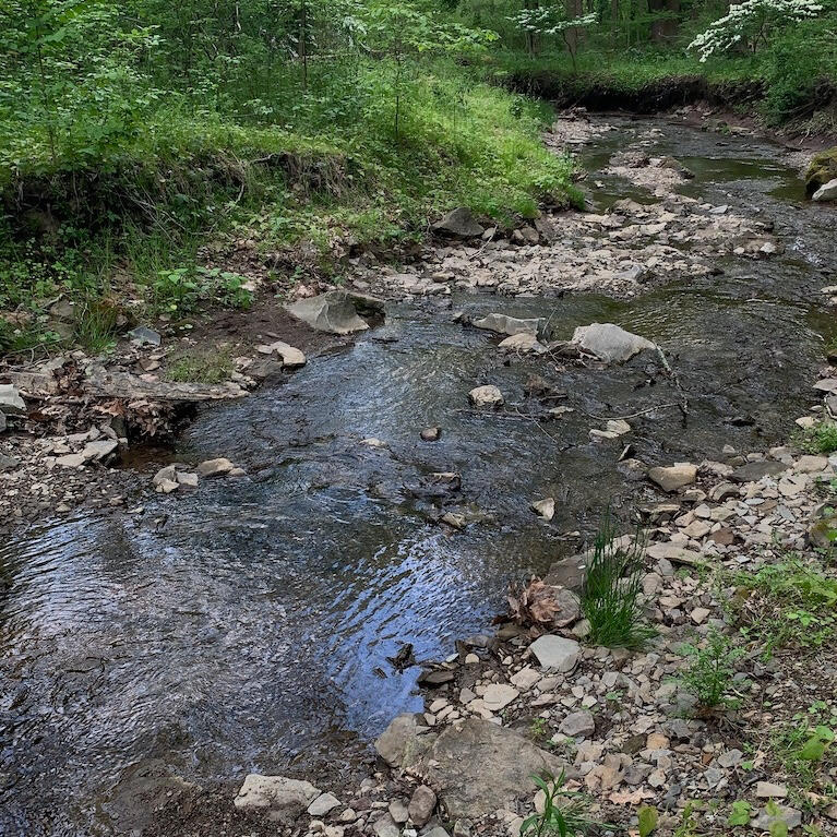 Small stream through the woods evoking gentle sounds of water running over stones